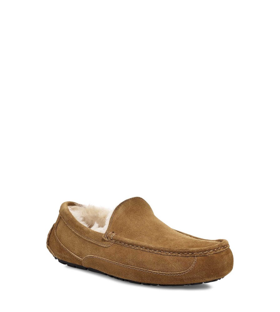 Herren UGG | Ascot Kastanie